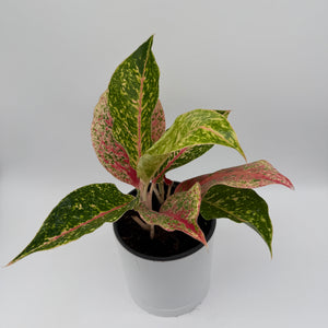 Aglaonema 'Dazzling Pink Gem'