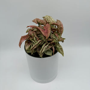 Variegated Syngonium Pink Godzilla