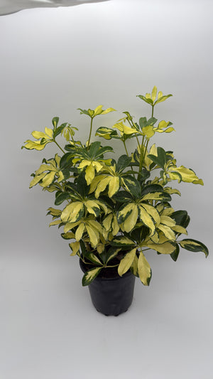 Variegated Umbrella Bush
