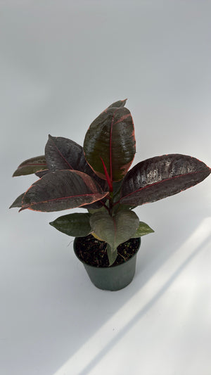 Ficus Elastica Ruby