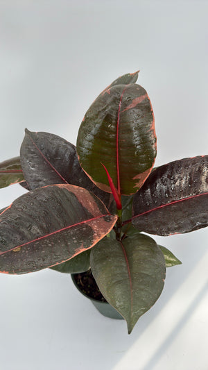 Ficus Elastica Ruby