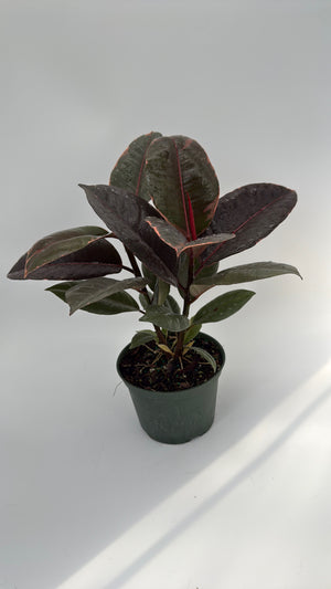 Ficus Elastica Ruby