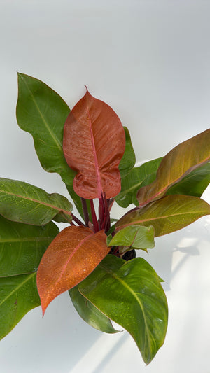 Philodendron  'Prince of Orange'