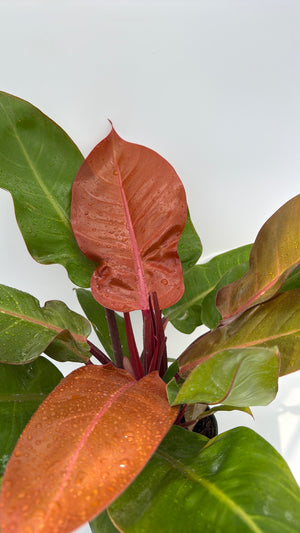 Philodendron  'Prince of Orange'