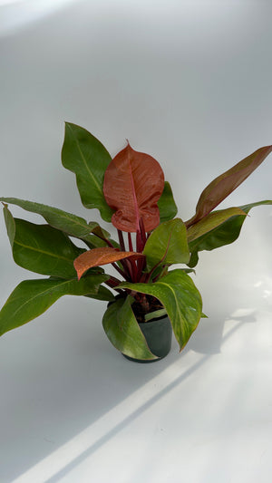 Philodendron  'Prince of Orange'