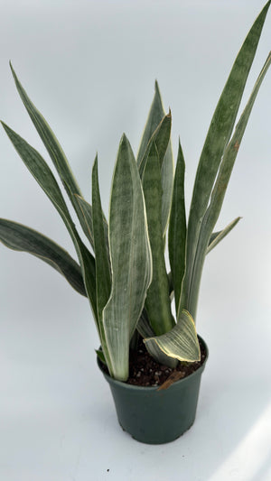 Sansevieria Sayuri