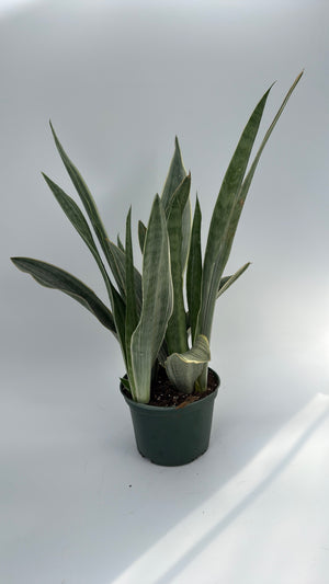 Sansevieria Sayuri
