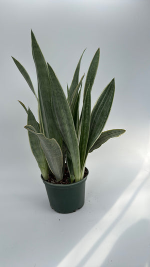 Sansevieria Sayuri