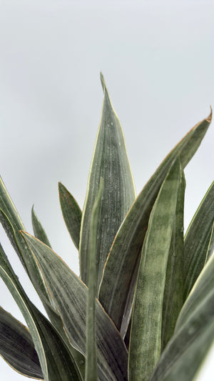 Sansevieria Sayuri