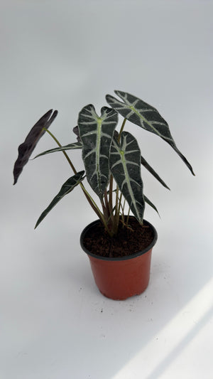 Alocasia Bambino