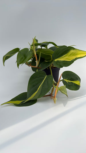 Philodendron Brazil