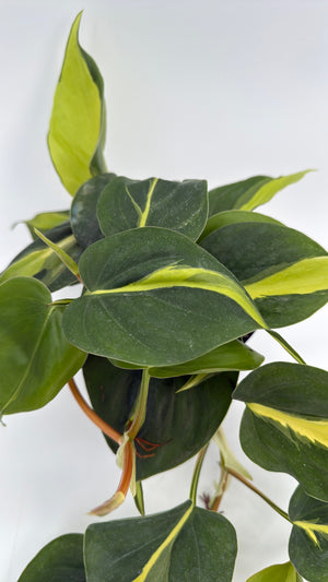 Philodendron Brazil