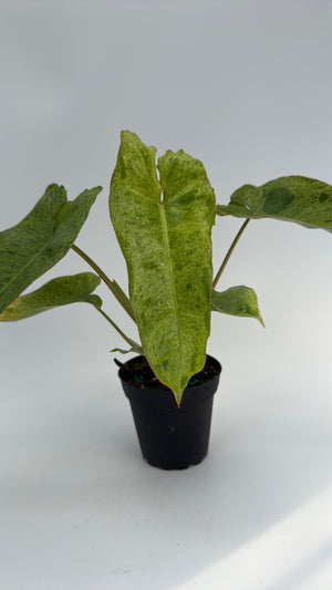 Philodendron Paraiso Verde