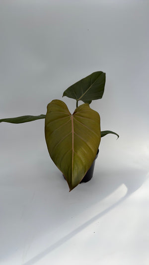 Philodendron 'Summer Glory'