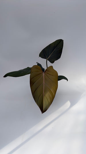 Philodendron 'Summer Glory'