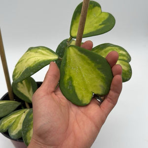 Inner Variegated Hoya Kerrii