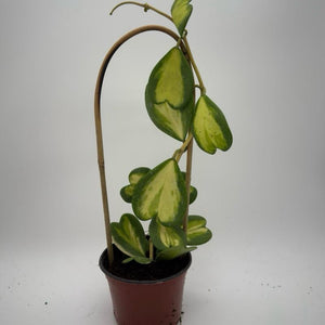 Inner Variegated Hoya Kerrii