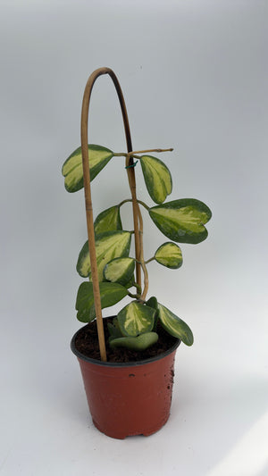 Inner Variegated Hoya Kerrii