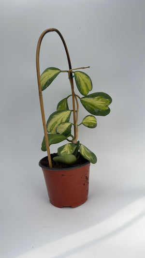 Inner Variegated Hoya Kerrii