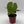 Anthurium King of Clarinervicum x Magnificum