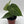 Anthurium King of Clarinervicum x Magnificum