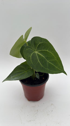 Anthurium King of Clarinervicum x Magnificum