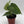Anthurium King of Clarinervicum x Magnificum