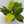 Philodendron Moonlight