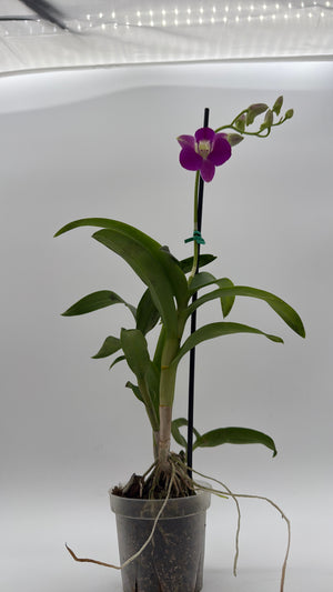 Dendrobium Orchid