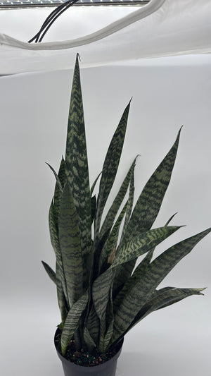 Sanseviera Zeylanica Dragon's Tooth