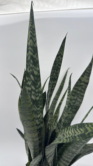 Sanseviera Zeylanica Dragon's Tooth