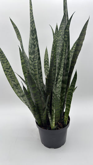 Sanseviera Zeylanica Dragon's Tooth