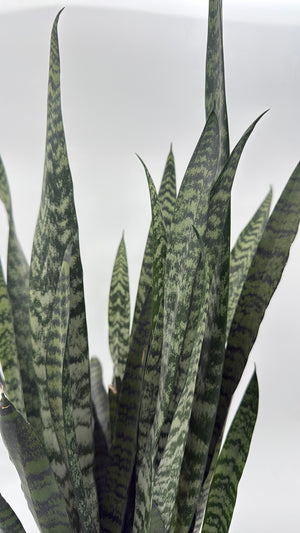 Sanseviera Zeylanica Dragon's Tooth