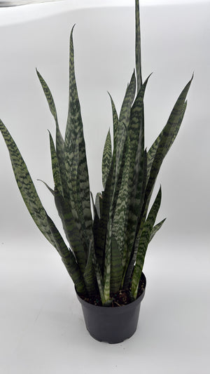 Sanseviera Zeylanica Dragon's Tooth