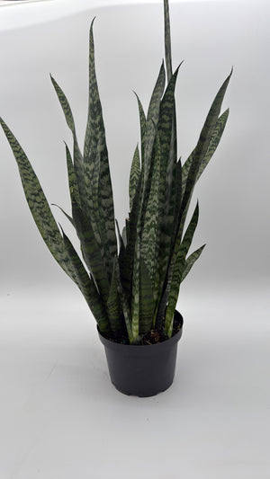 Sanseviera Zeylanica Dragon's Tooth