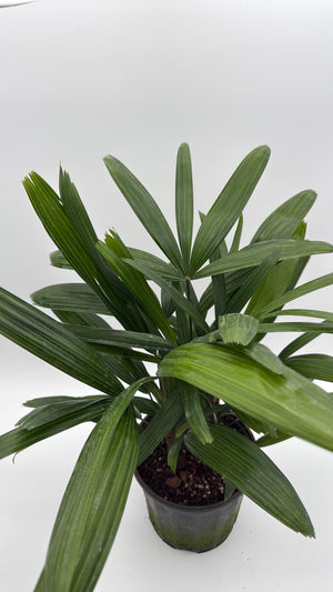 Rhapis Excelsa 'Lady Palm'