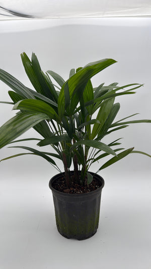 Rhapis Excelsa 'Lady Palm'