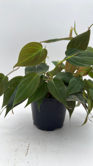 Philodendron Micans