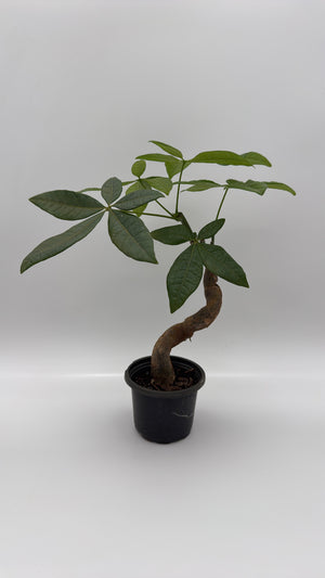 Pre Bonsai Money Tree