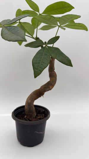 Pre Bonsai Money Tree