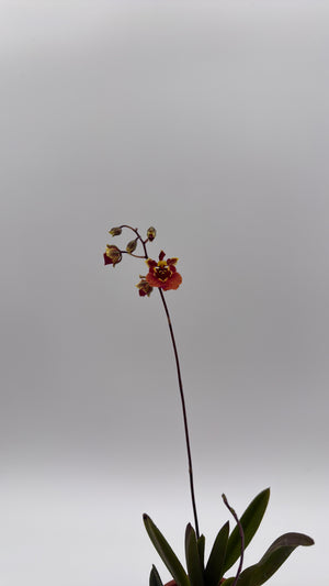 Mini Orchid Tolumnia Jairak - Mystery Color