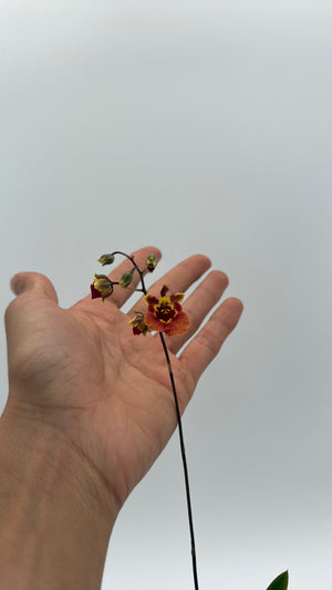 Mystery Blooming Orchid