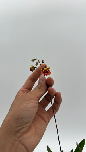Mini Orchid Tolumnia Jairak - Mystery Color