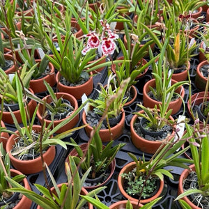 Mini Orchid Tolumnia Jairak - Mystery Color