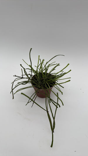 Hoya Retusa