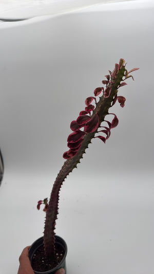 Variegated Euphorbia Trigona (African Milktree) 'Pink Ghost'