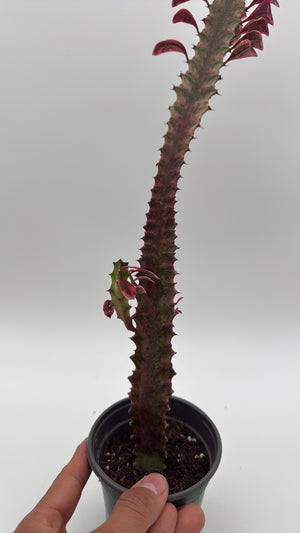 Variegated Euphorbia Trigona (African Milktree) 'Pink Ghost'