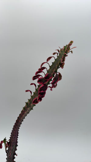 Variegated Euphorbia Trigona (African Milktree) 'Pink Ghost'