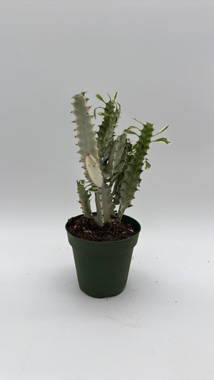 Euphorbia Trigona (African Milktree) 'White Ghost'