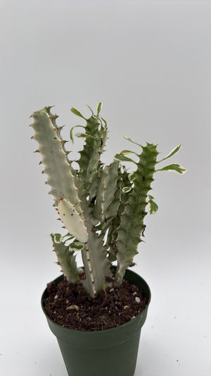 Euphorbia Trigona (African Milktree) 'White Ghost'
